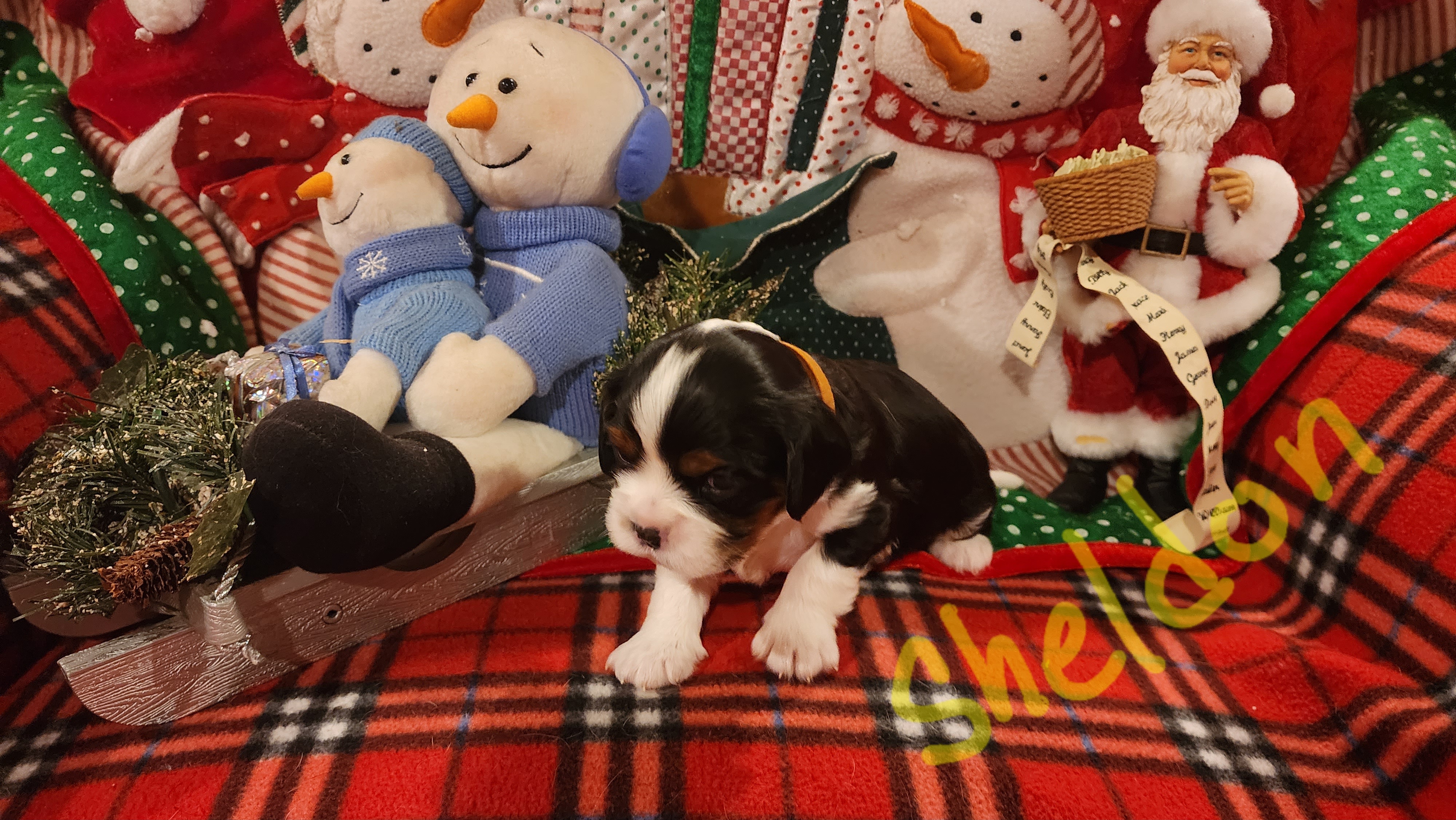 Sheldon/Bert - Tri-color Cavalier King Charles Spaniel puppy in Horseheads, New York from Cory's Cavaliers