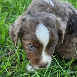 Chassis - Red merle female Miniature Australian Shepherd puppy in Paris, Texas from Blue Envy Mini Aussies