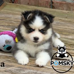 Gouda - Gray and white female Pomsky puppy in Eastman, Georgia from Once Upon A Pomsky