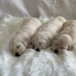 Golden Retriever Puppies from Sterling Goldens