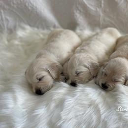 Golden Retriever Puppies from Sterling Goldens