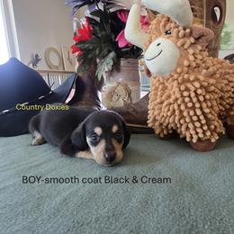 Smooth boy - Black and cream male Dachshund puppy in Cedar City, Utah from Country Doxies