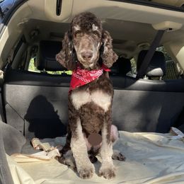 Rico - Poodle