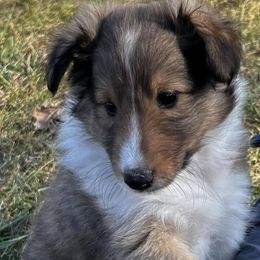 Shetland Sheepdogs from Jensen Farms Shelties