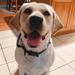 Labrador Retrievers from Riegel Labradors