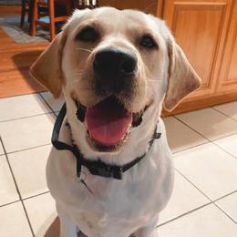 Labrador Retrievers from Riegel Labradors