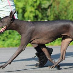 Xoloitzcuintli from Solstice Xolos