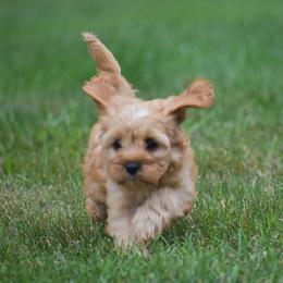 Bella - Red female Cavapoo puppy in Narvon, Pennsylvania from Stoltzfus Family Puppies (license number 18844)