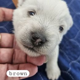 2nd Pick Male - White male West Highland White Terrier puppy in Mayo, Florida from Carrot Tails LLC