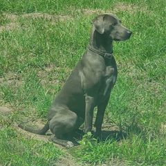 Rip - Blue Lacy