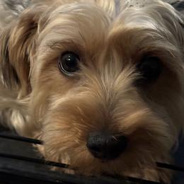 Poppy - Yorkshire Terrier