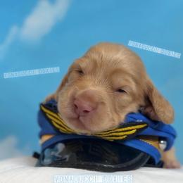 Jet - Red male Dachshund puppy in Chandler, Arizona from Vonaducci Doxies, LLC.