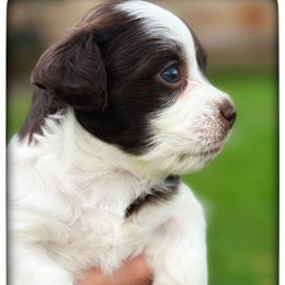 Riptide - Chocolate male Havanese puppy in Katy, Texas from Cloud 9 Havanese
