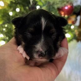 Harry - Blue tri male Toy Australian Shepherd puppy in Viking, Minnesota from Son Shine Farm