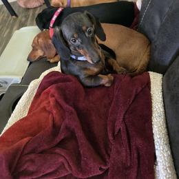 Abby - Dachshund