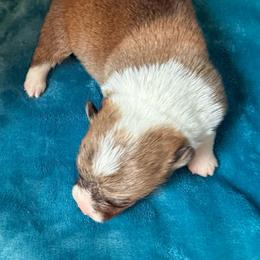 Zinnia - Red and white female American Corgi puppy in Scottown, Ohio from Wyndy Ridge Corgis