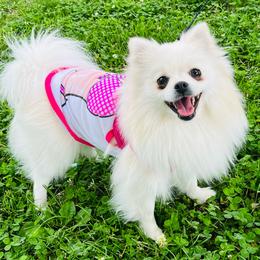 Prue - White female Pomeranian puppy in St. Louis, Missouri from Saint Louis Pomeranian babies