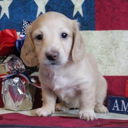 Blair - Cream female Dachshund puppy in Pace, Florida from Shoebox Doxie’s