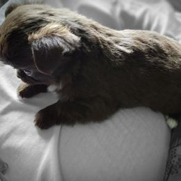 Mello - Chocolate and white male Chihuahua puppy in Springfield, Missouri from Casadelopez Tails