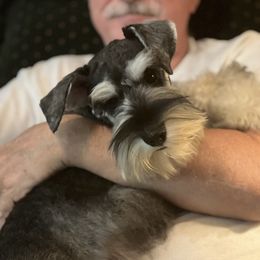 Miniature Schnauzer Puppies from Texas Schnauzers
