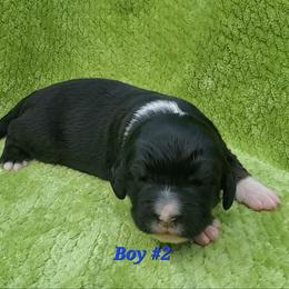 Boy 2 - Tri-color male Bernedoodle puppy in Ball Ground, Georgia from Foothills Family Doodles