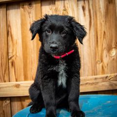 Border Collie, Golden Retriever, and Sporty Mix Puppies from Turbo Border Collies & Coltrievers