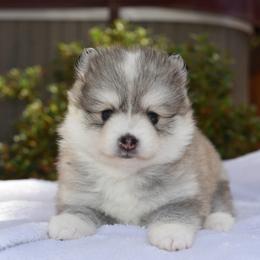Juniper- Hannah Family - Gray and white female Pomsky puppy in Coos Bay, Oregon from Ocean View Pomskies