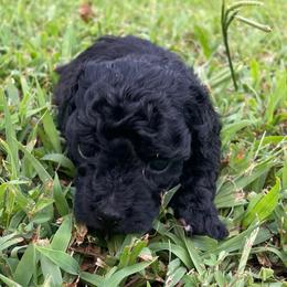 BF1 - Black female Poodle puppy in Bee Branch, Arkansas from Scroggins Creek Doodles