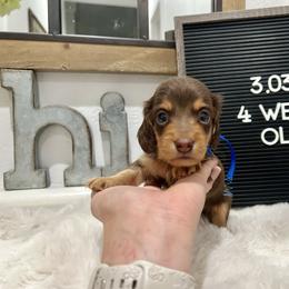Brownie - Chocolate and tan male Dachshund puppy in Goodyear, Arizona from AZ Low Life Doxies