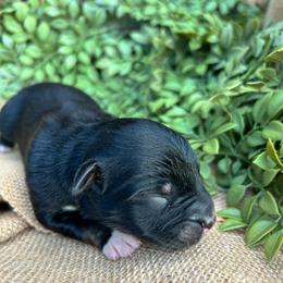 Coal - Black tri-color male Australian Shepherd puppy in Butler, Georgia from Aussies at Howling Hill Farm