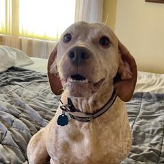 Maggie - Braque du Bourbonnais