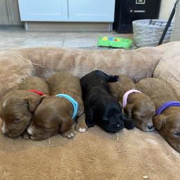 Pink Girl - Red female Cavapoo puppy in Sugarcreek, Ohio from True Hearted Doodles