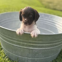 Girl 5 - Liver and white female Brittany puppy in Shinnston, West Virginia from Brookfield Farm Brittanys LLC
