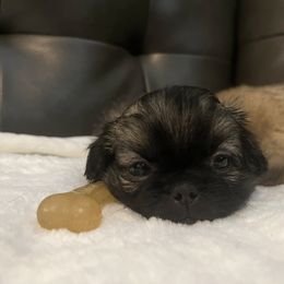Pekingese Puppies from Crawford Ranch Canines