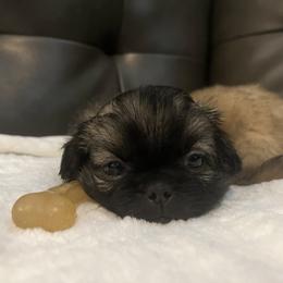 Pekingese Puppies from Crawford Ranch Canines