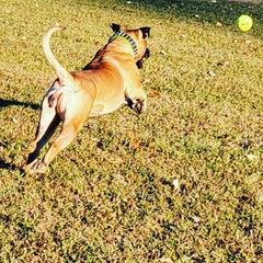 Perro de Presa Canarios from Budabin Perro de Presa Canario