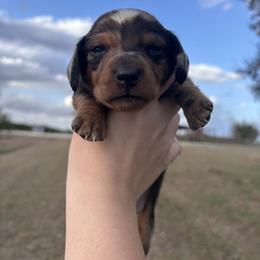 3000 Red Dapple Piebald Boy AKC - Dapple male Dachshund puppy in Arcadia, Florida from JB Dachshunds