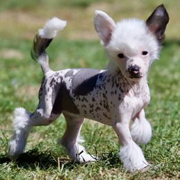 Chinese Crested Puppies from Jewels Chinese Cresteds