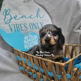 Piglet - Dapple female Dachshund puppy in Leesburg, Florida from Mini Doxie Mischief Makers