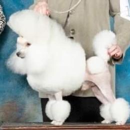 Rudy - Poodle