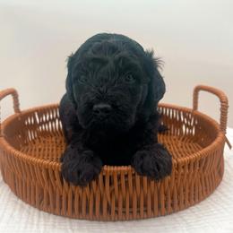Lovie - Black female Goldendoodle puppy in North Carolina from Tuxedo Mountain Doodles