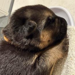3rd Pick Male - Black and red male German Shepherd puppy in Blackfoot, Idaho from Sand Hill Shepherds & Setters