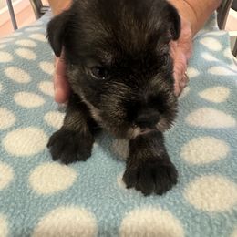 Standard Schnauzer Puppies from Erregen kennels