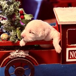 Winifred- Orange Collar - Cream female Double Doodle puppy in Norfolk, Virginia from Móraí’s Doodles