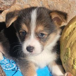 Baby blue bandana boy - Black and tan male Pembroke Welsh Corgi puppy in Cherokee, Oklahoma from MCS Farms-OK