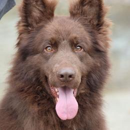 Chokolino - German Shepherd