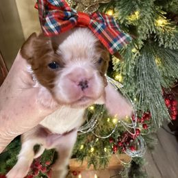 Stormy Jane's Girl 1A - Blenheim female Cavalier King Charles Spaniel puppy in Loco, Oklahoma from Sweet Heart Cavaliers