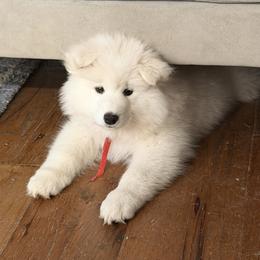Samoyed Puppies from Frostbourn Samoyeds
