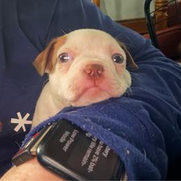 Ollie - Red male Boston Terrier puppy in Pierceton, Indiana from Deb's Boston Terriers