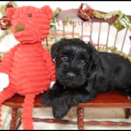 AKC 25032 - Black male Miniature Schnauzer puppy in Mount Airy, Georgia from Miniature Schnauzers GA, LLC
